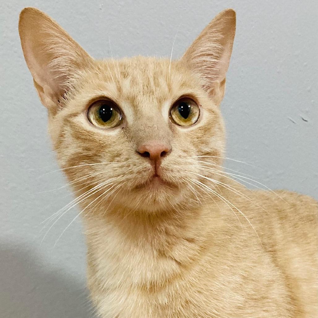 Comet, Adoptable, Adult Male Domestic Short Hair.