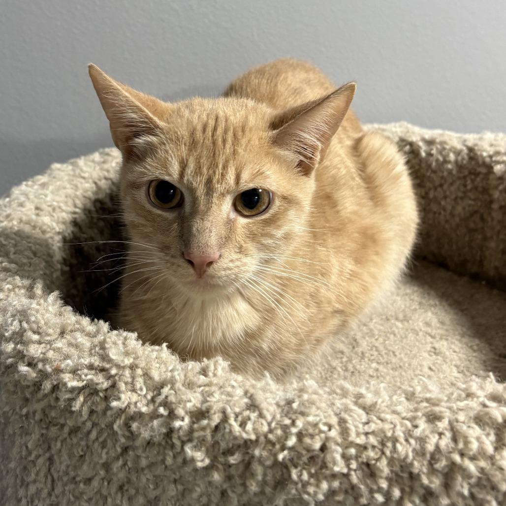 Comet, a Adoptable Domestic Short Hair in Cabot, AR image 1/3