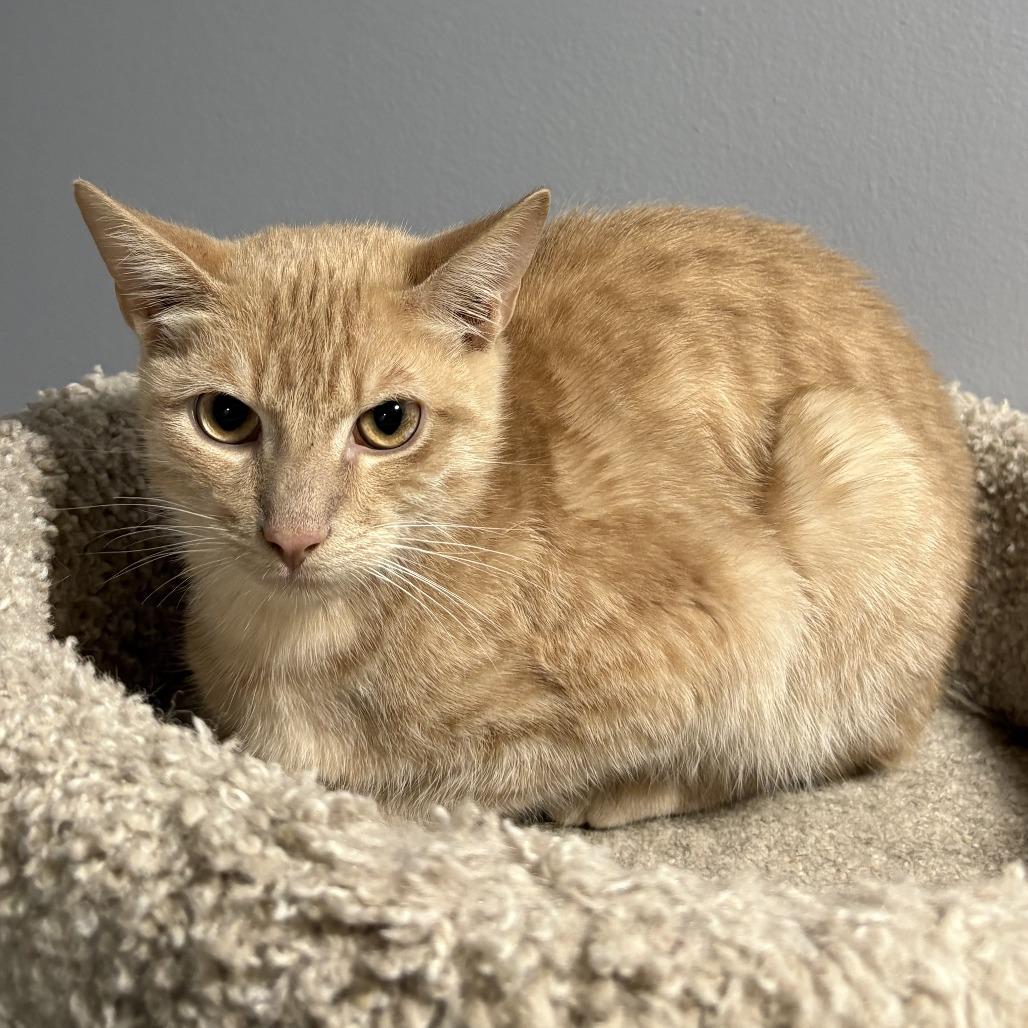 Comet, a Adoptable Domestic Short Hair in Cabot, AR image 2/3