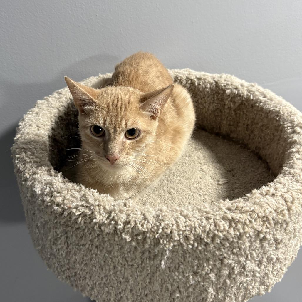 Comet, a Adoptable Domestic Short Hair in Cabot, AR image 3/3