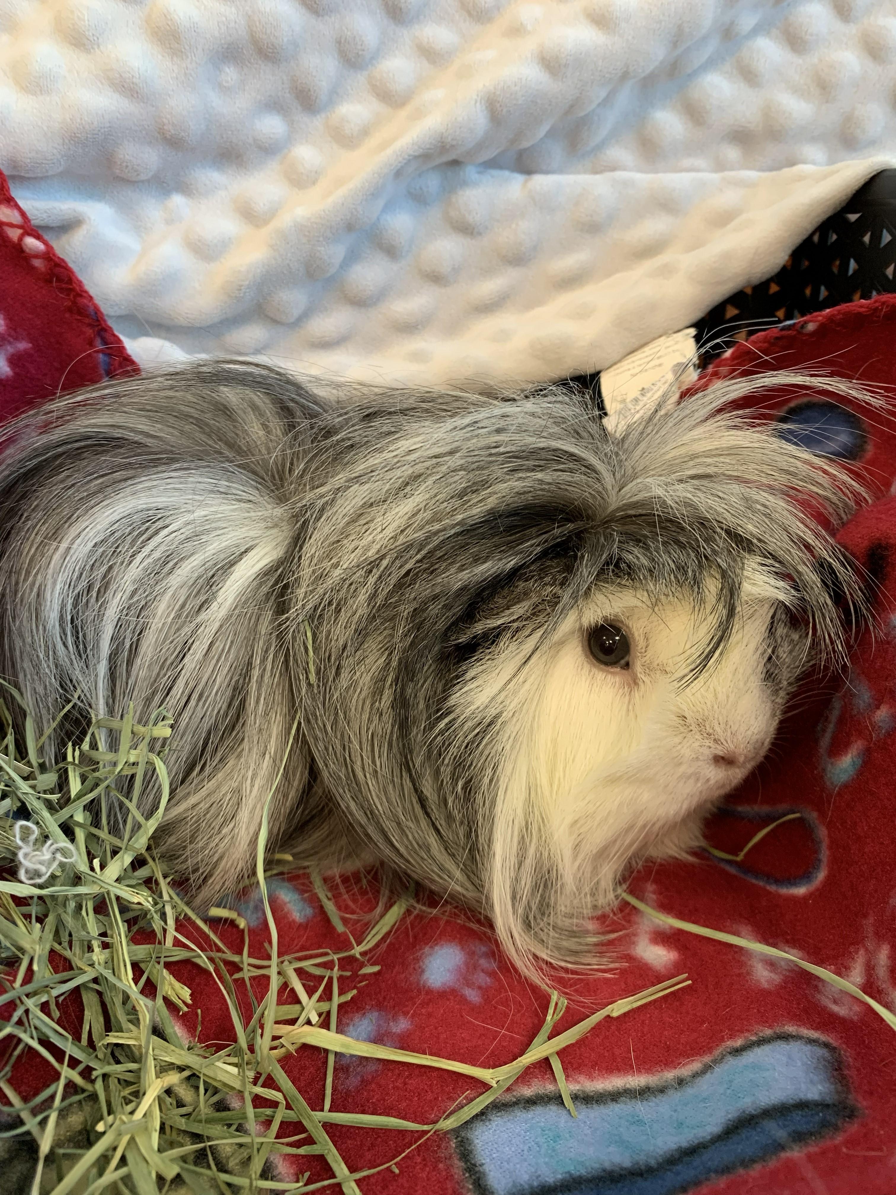 Cookie & Frootie, an adoptable mixed breed in San Antonio, TX image 4/5