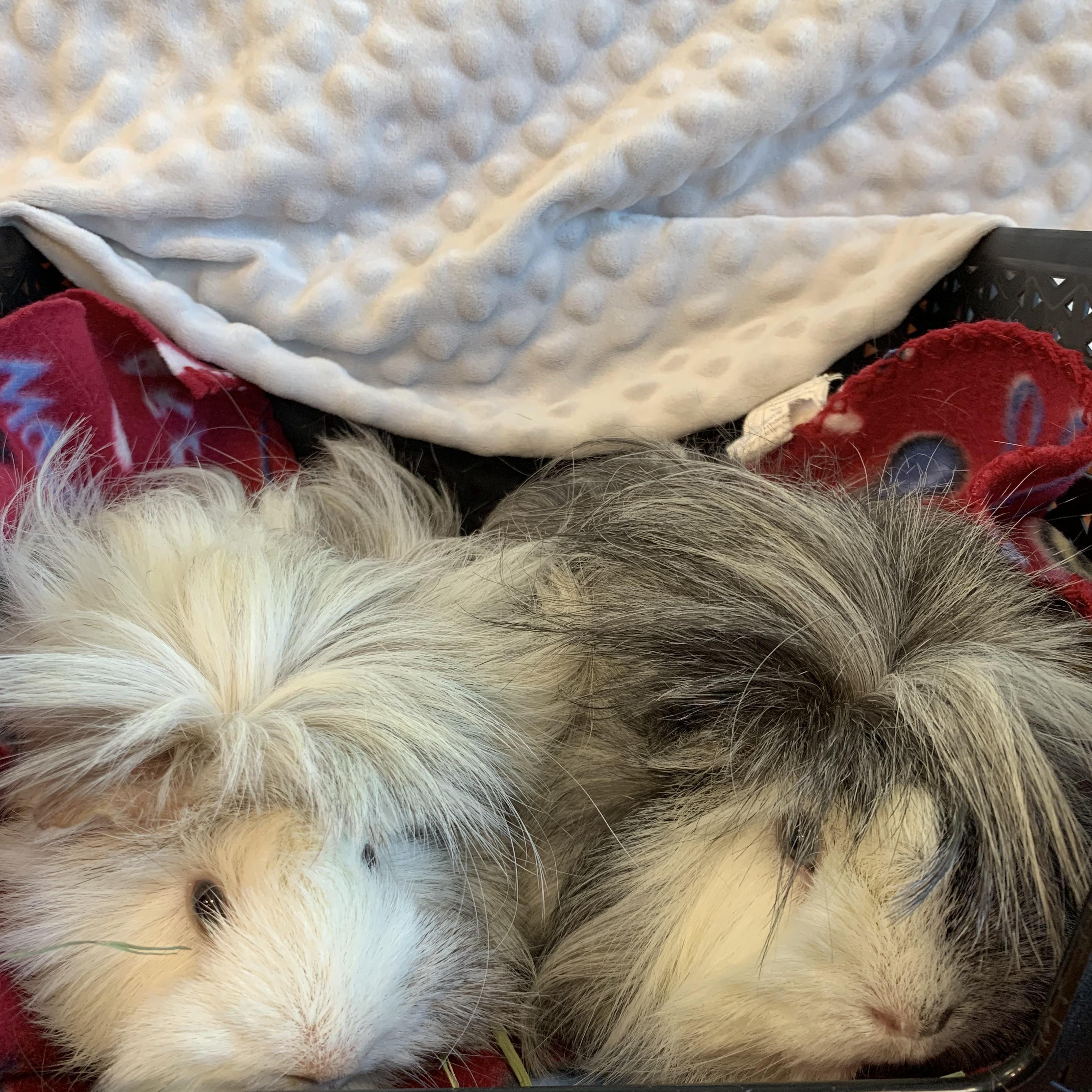 Cookie & Frootie, an adoptable mixed breed in San Antonio, TX image 5/5