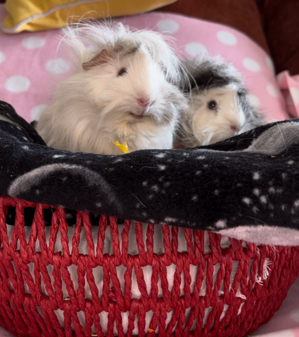 Enlarge Cookie & Frootie, an adoptable mixed breed in San Antonio, TX image 1/4