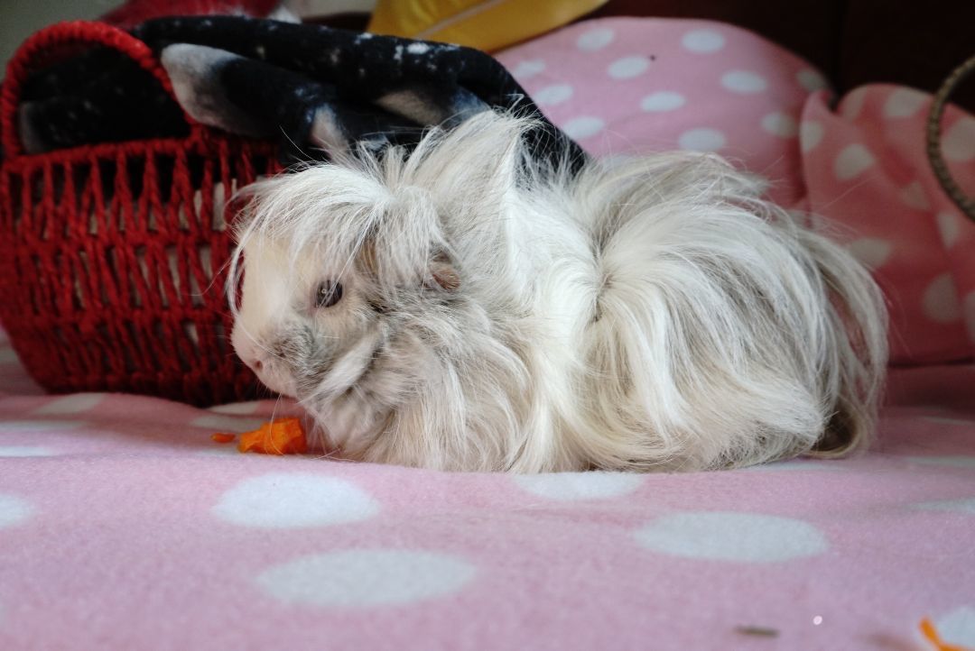 Enlarge Cookie & Frootie, an adoptable mixed breed in San Antonio, TX image 2/4