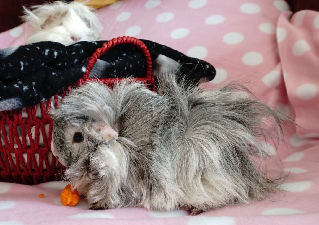 Enlarge Cookie & Frootie, an adoptable mixed breed in San Antonio, TX image 3/4