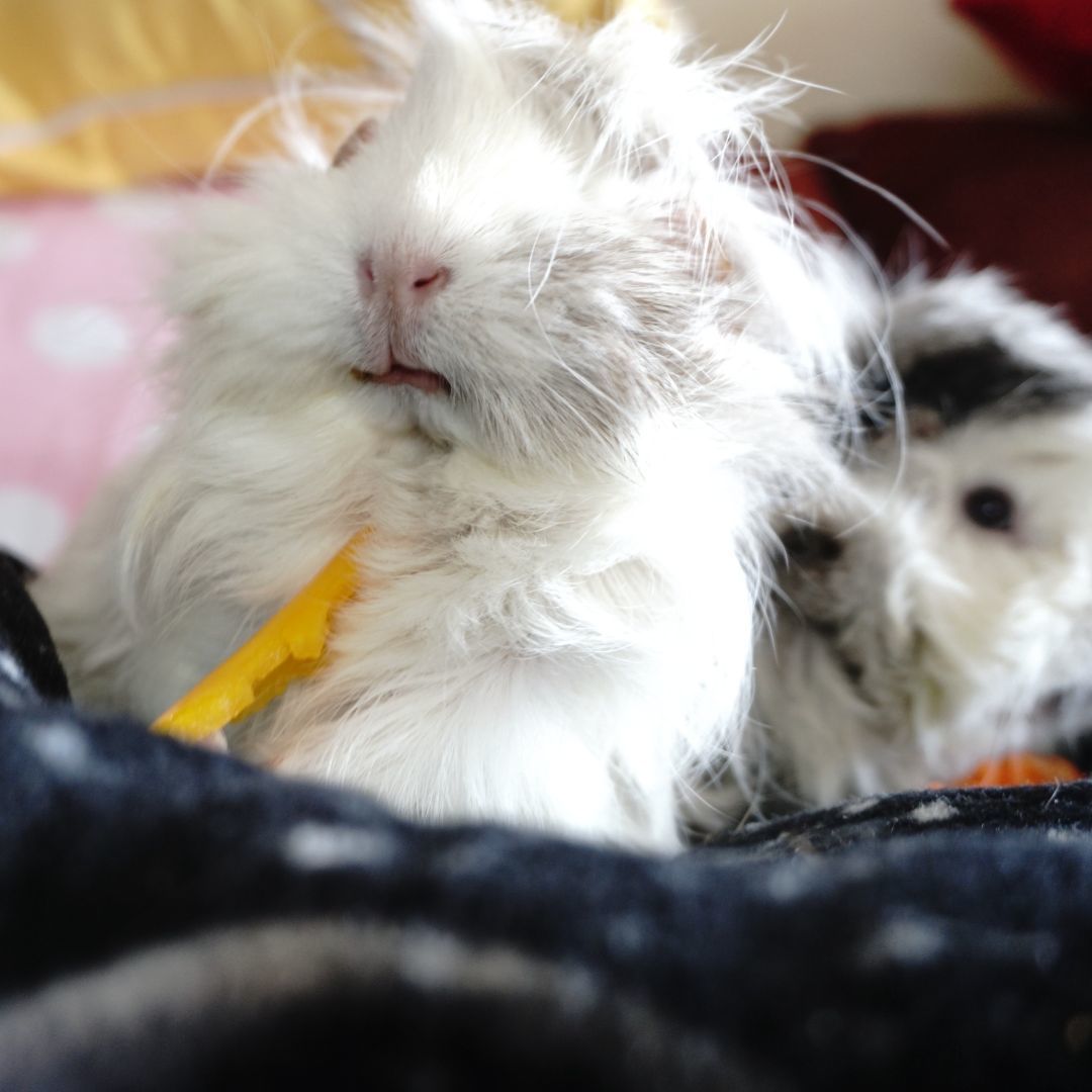 Enlarge Cookie & Frootie, an adoptable mixed breed in San Antonio, TX image 4/4