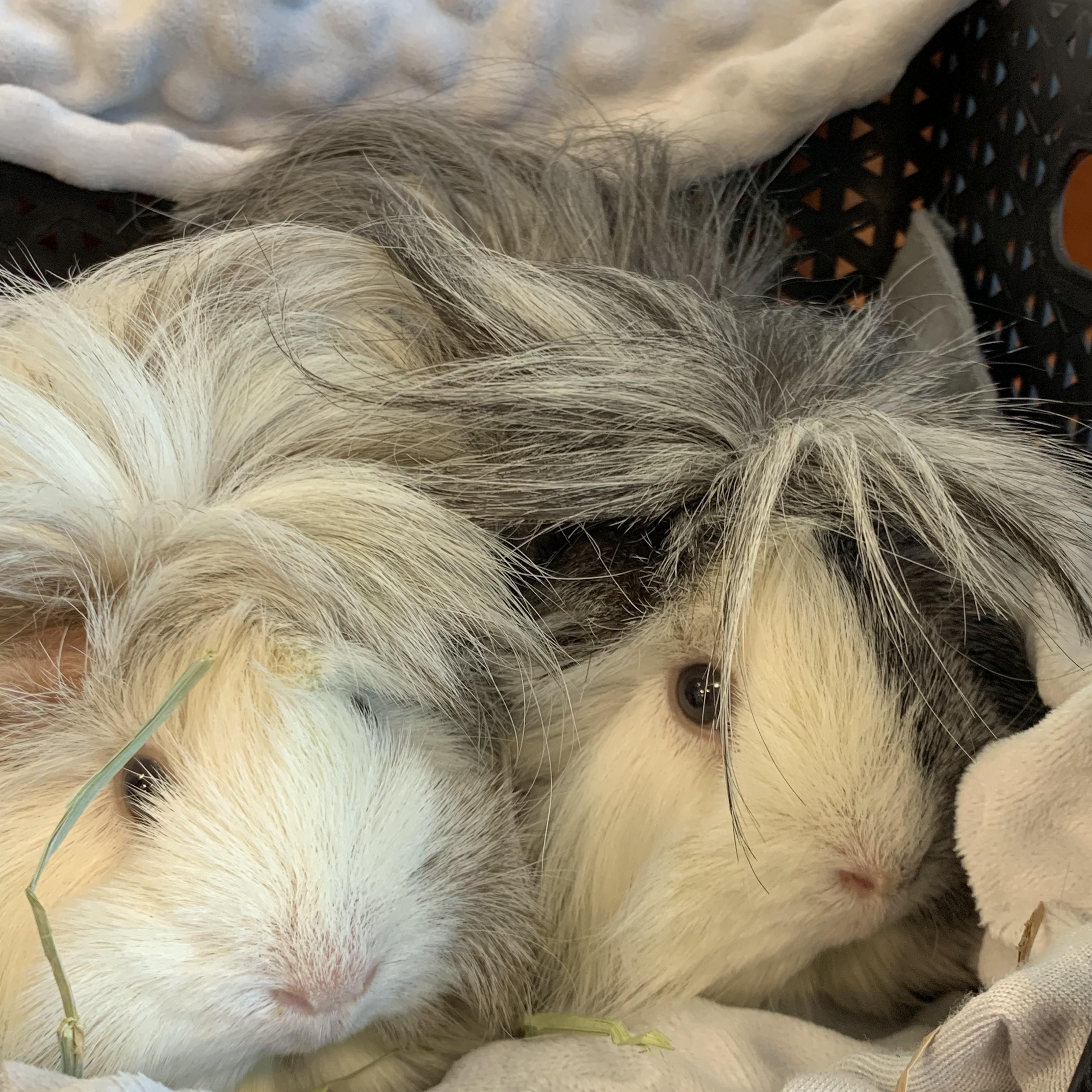 Cookie & Frootie, adoptable, Adult Female Peruvian & Silkie / Sheltie.
