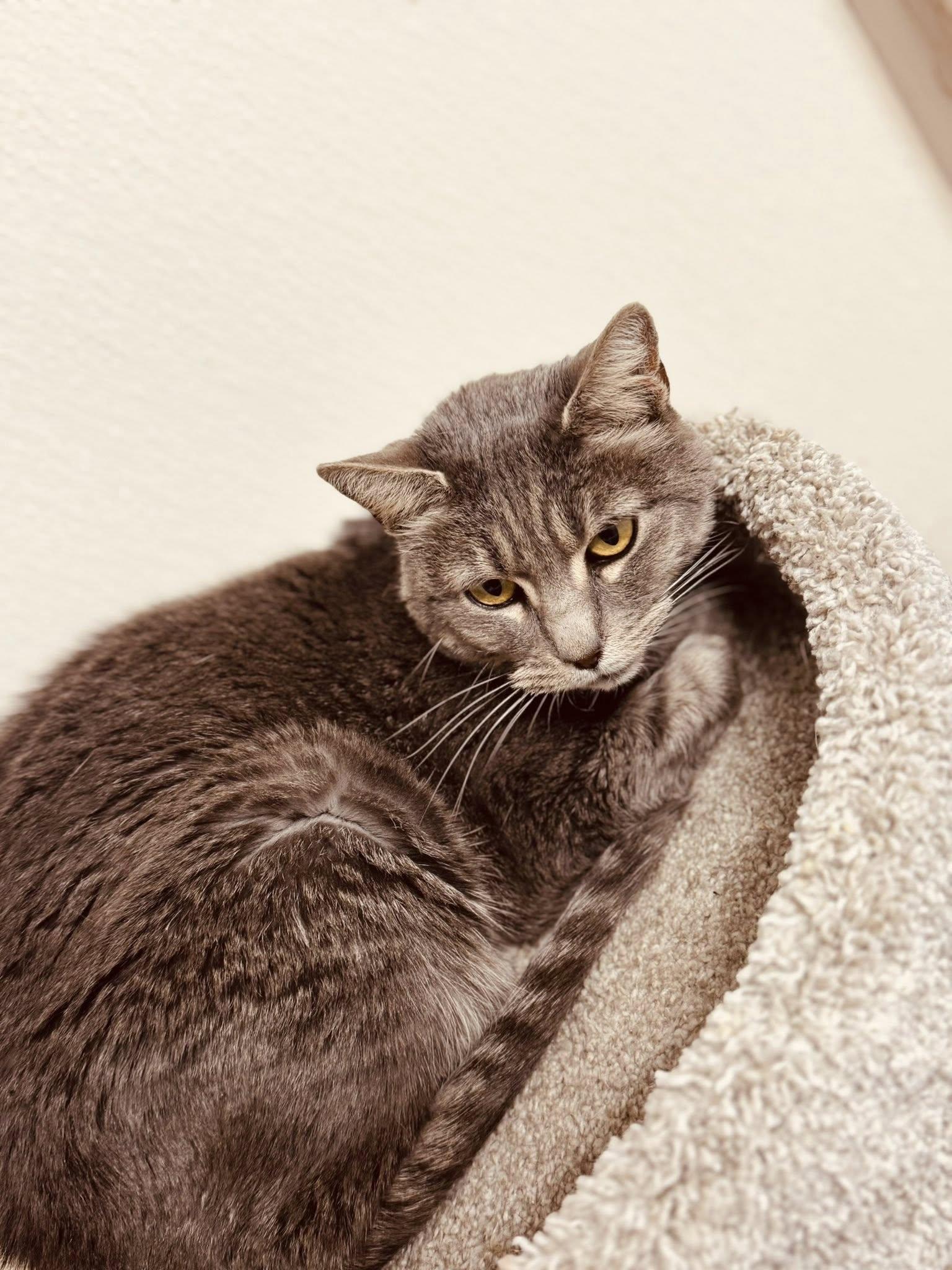 EMMIE, an adoptable Domestic Short Hair in Prineville, OR, 97754 | Photo Image 1