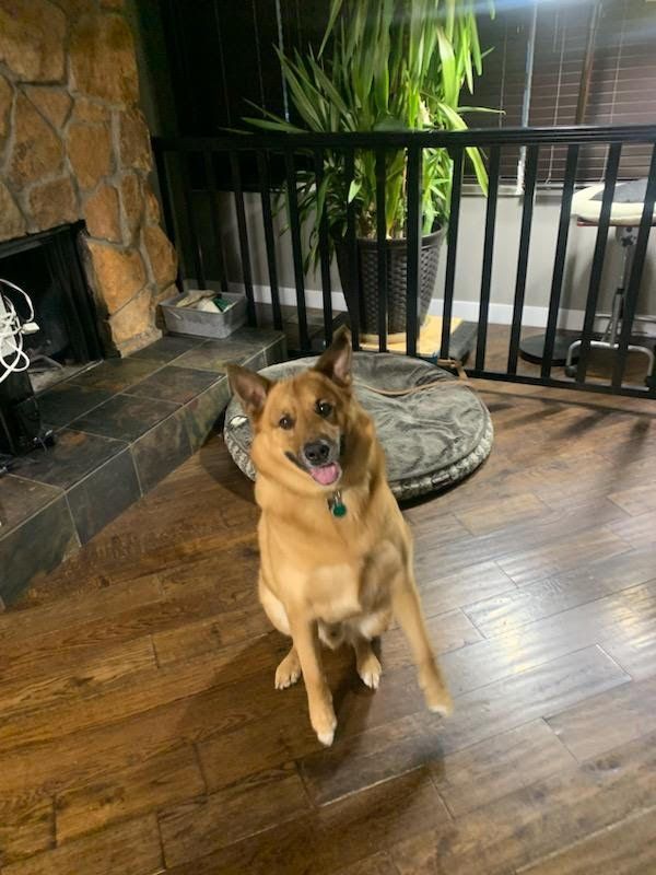 Harley, a Adopted mixed breed in Roselle, IL image 1/5