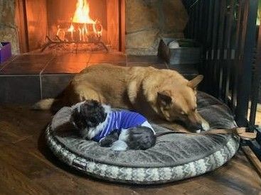 Harley, a Adopted mixed breed in Roselle, IL image 2/5