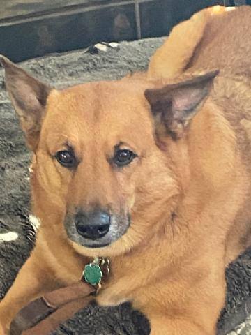 Harley, a Adopted mixed breed in Roselle, IL image 3/5