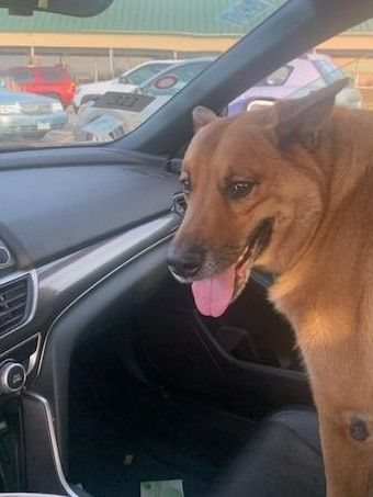 Harley, a Adopted mixed breed in Roselle, IL image 4/5