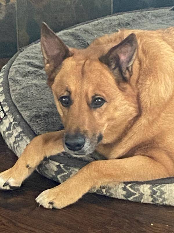 Harley, a Adopted mixed breed in Roselle, IL image 5/5