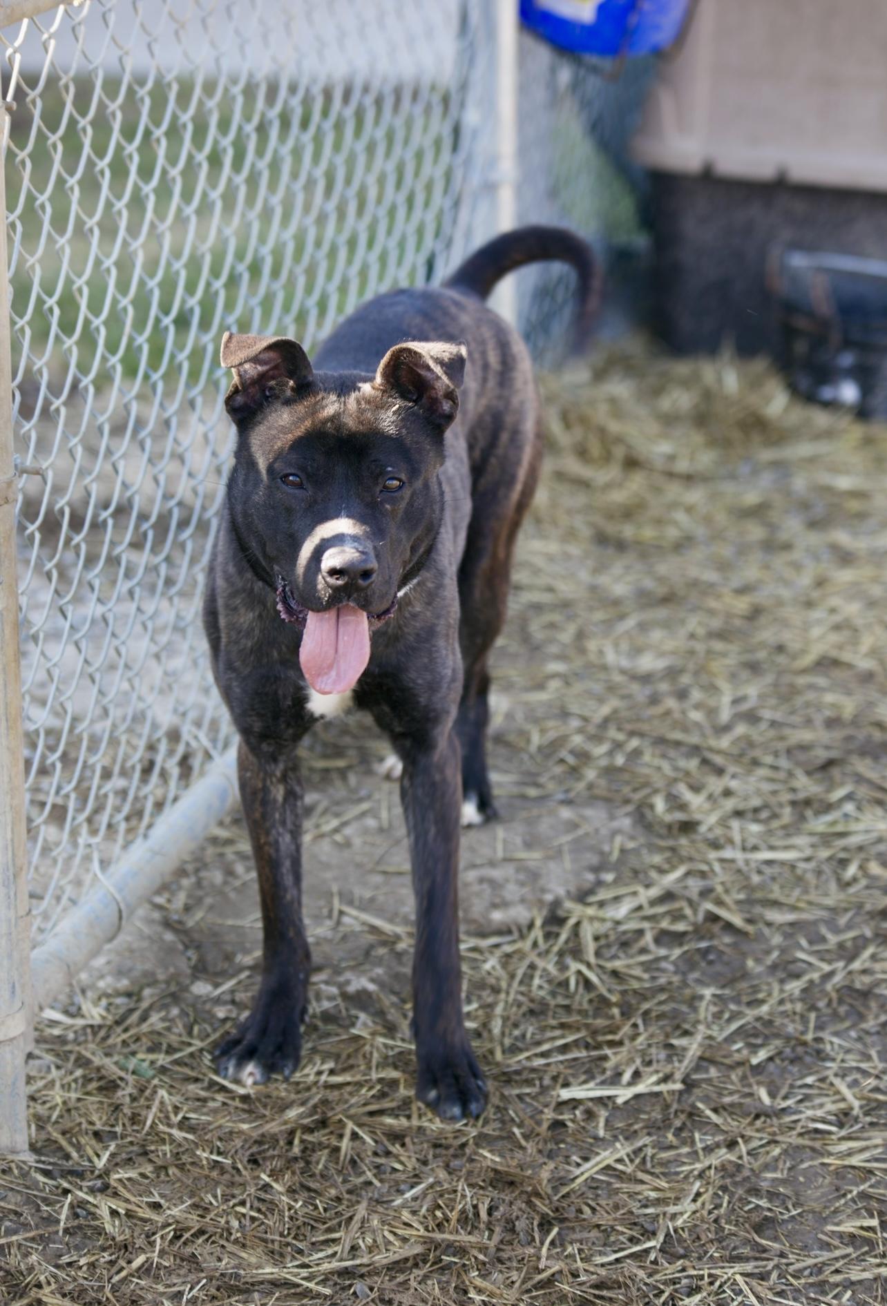 Enlarge Bourbon, a ADOPTABLE mixed breed in Mount Sterling, KY image 1/2