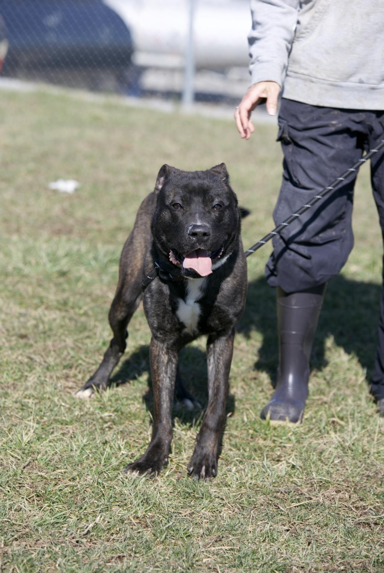 Enlarge Bourbon, a ADOPTABLE mixed breed in Mount Sterling, KY image 2/2