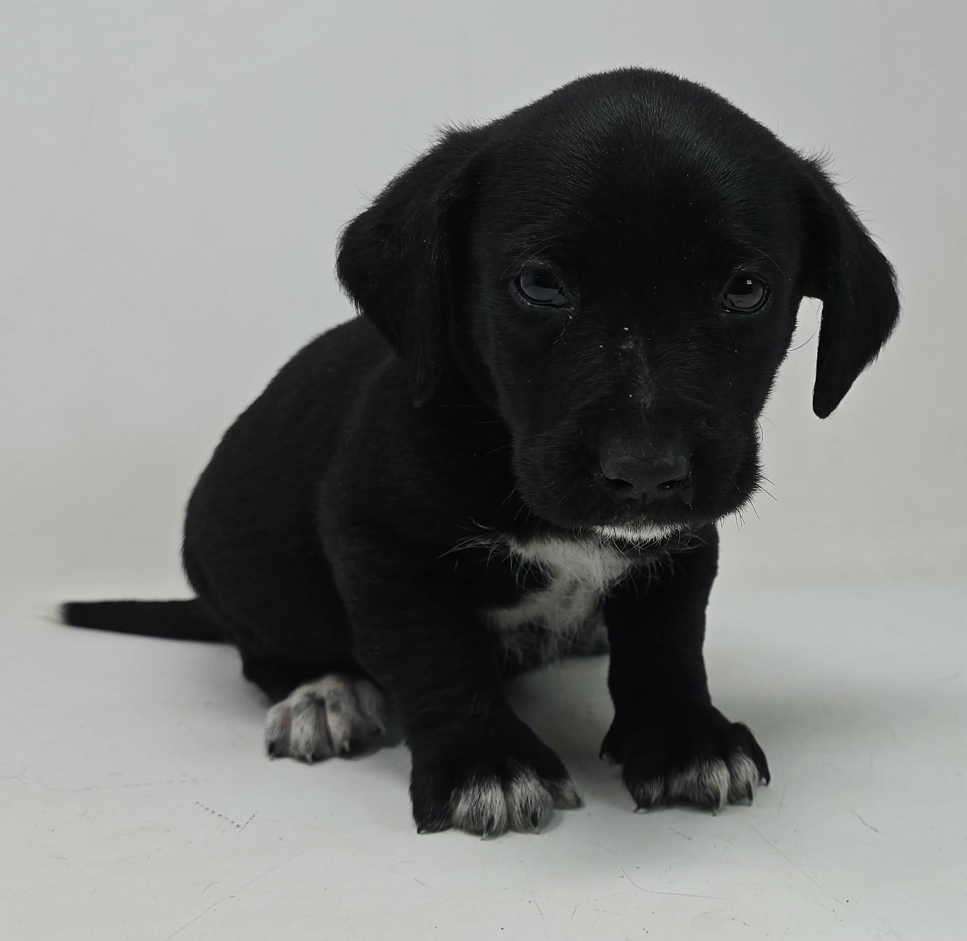 Enlarge War Admiral, a Adoptable mixed breed in Newport, TN image 2/2