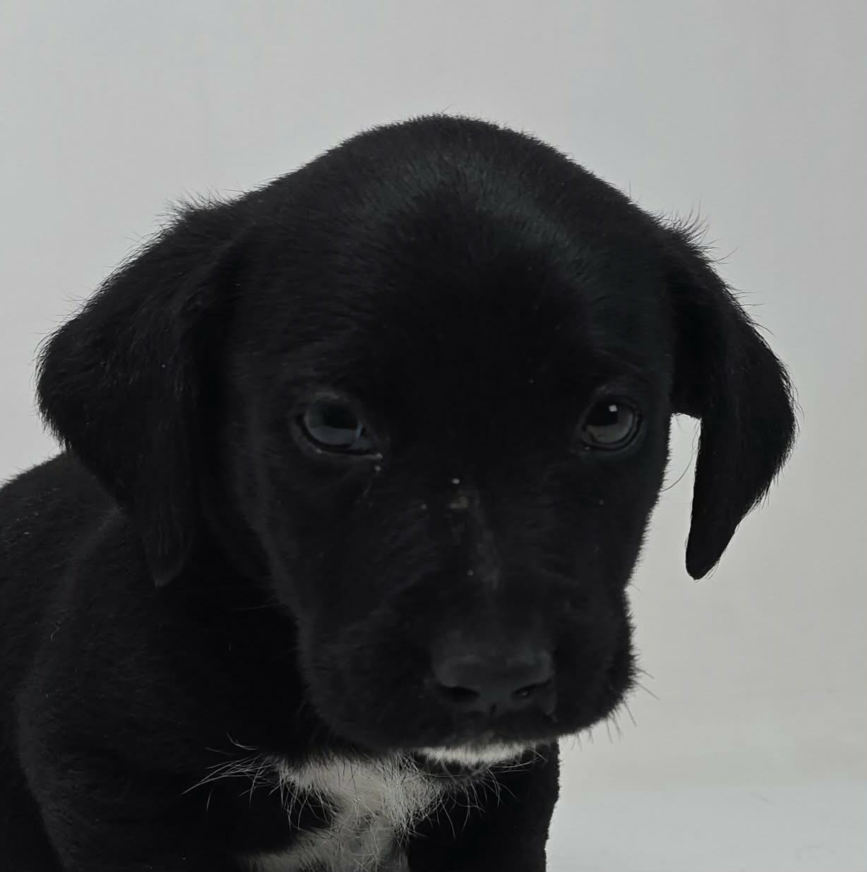 Enlarge War Admiral, a Adoptable mixed breed in Newport, TN image 1/2
