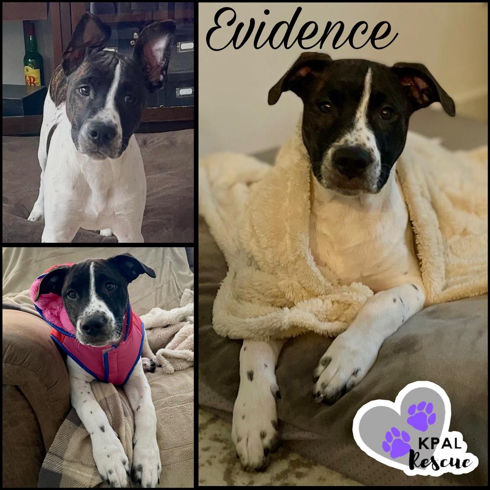Evidence - Cops & Robbers Litter, Adoptable, Young Female Mixed Breed & Mixed Breed.
