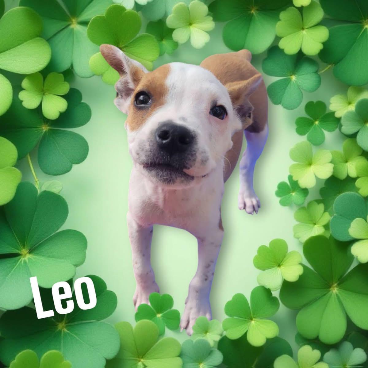 Adoptable Bully Mix Puppies, Adopted, Puppy Female Mixed Breed.