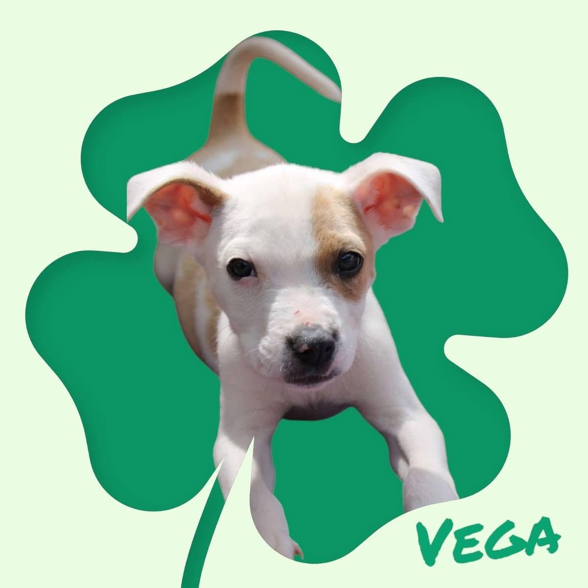 Adoptable Bully Mix Puppies, Adopted, Puppy Female Mixed Breed.