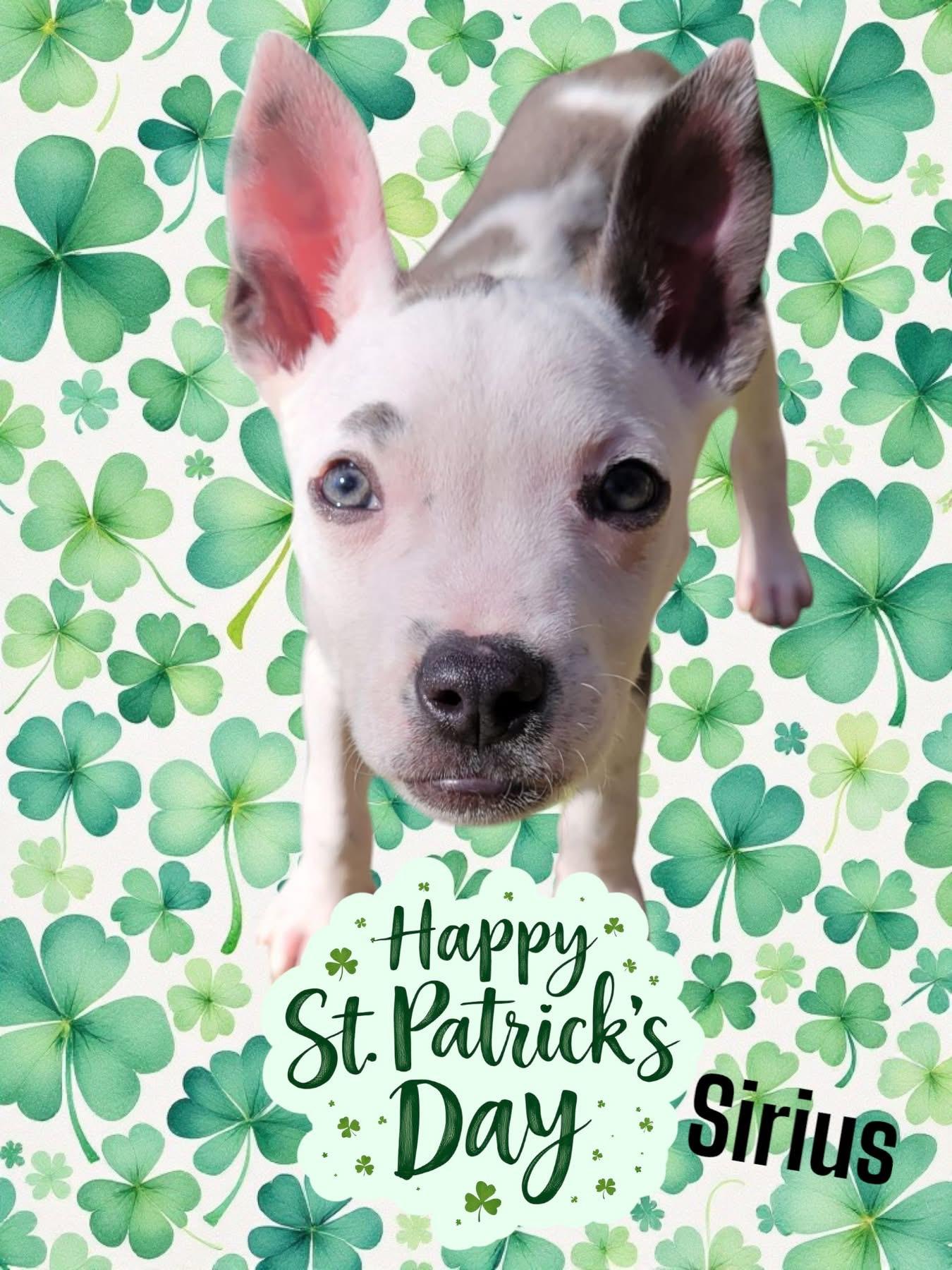 Adoptable Bully Mix Puppies, a Adopted Mixed Breed in Sanford, FL image 4/5