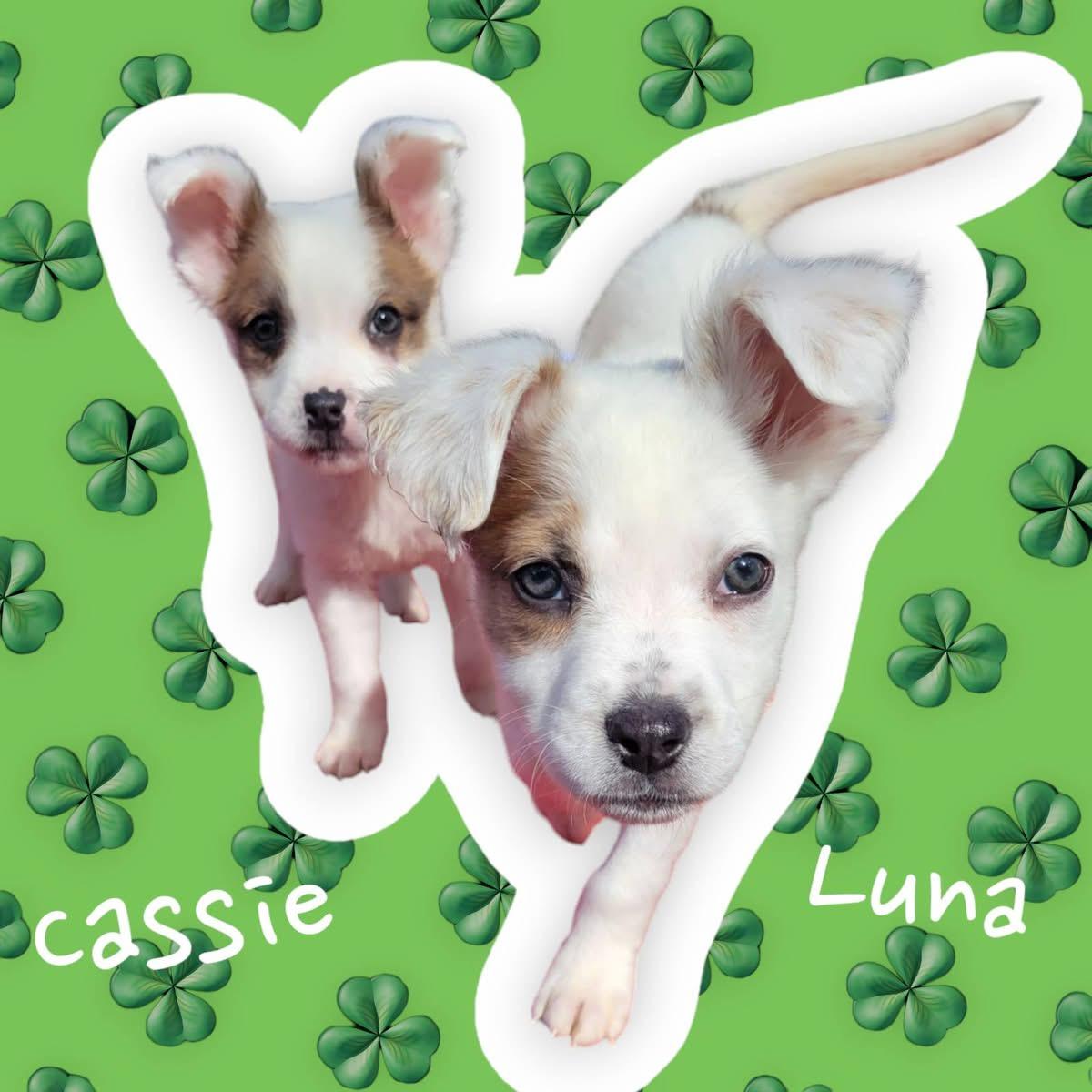 Adoptable Bully Mix Puppies, a Adopted Mixed Breed in Sanford, FL image 5/5