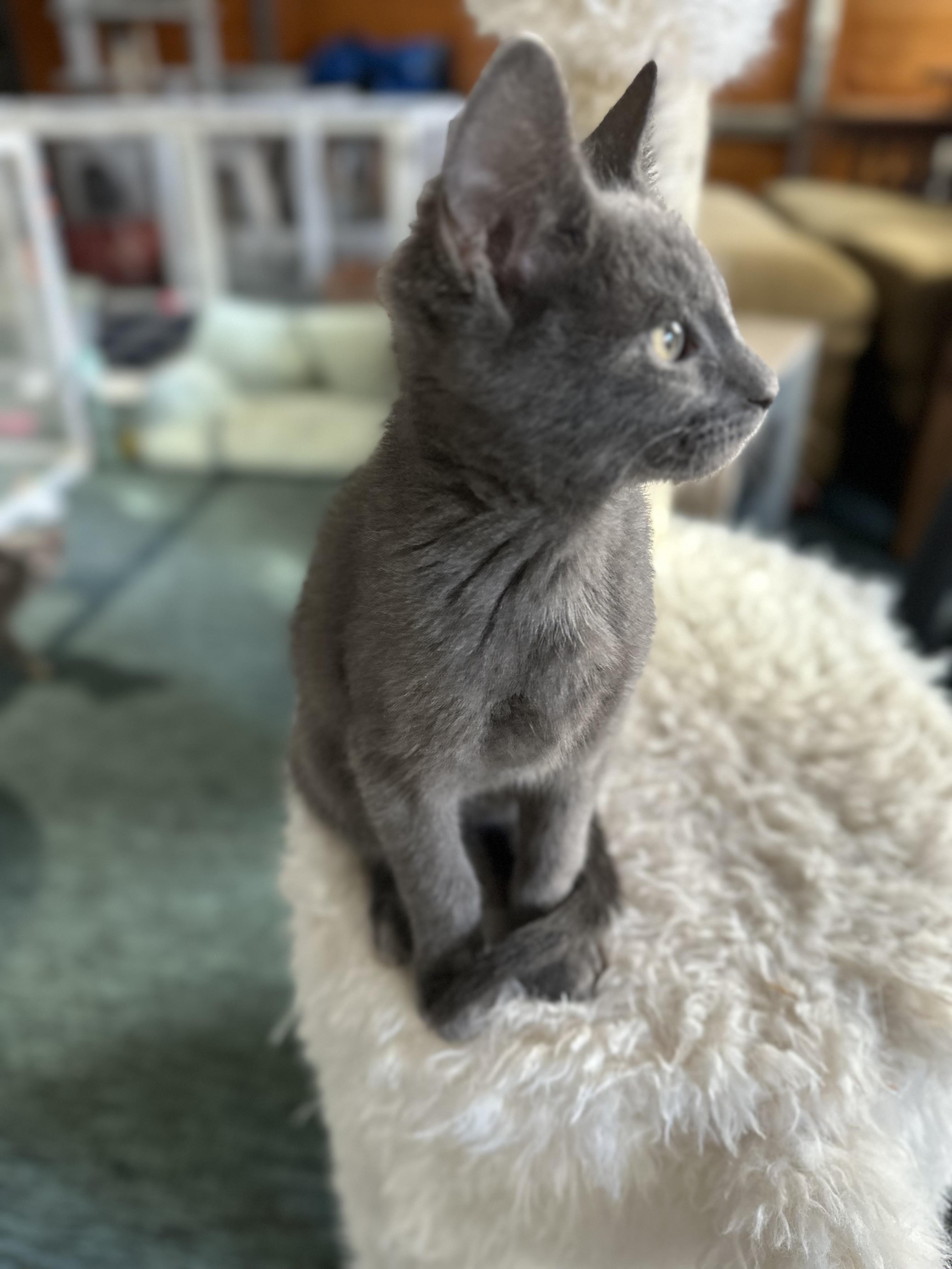 Enlarge Turkey, a ADOPTABLE Domestic Short Hair in Monticello, IN image 3/3