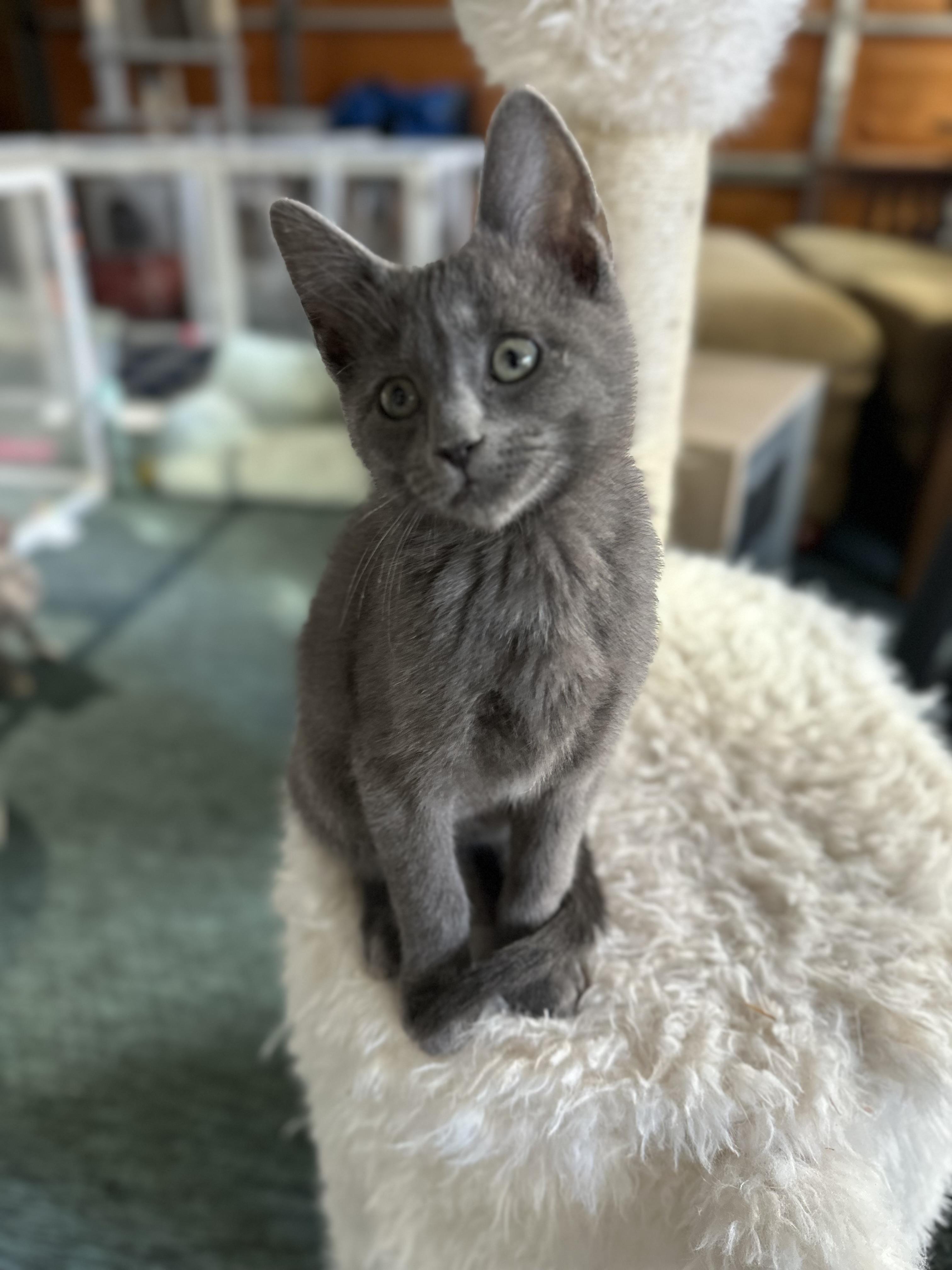 Enlarge Turkey, a ADOPTABLE Domestic Short Hair in Monticello, IN image 2/3