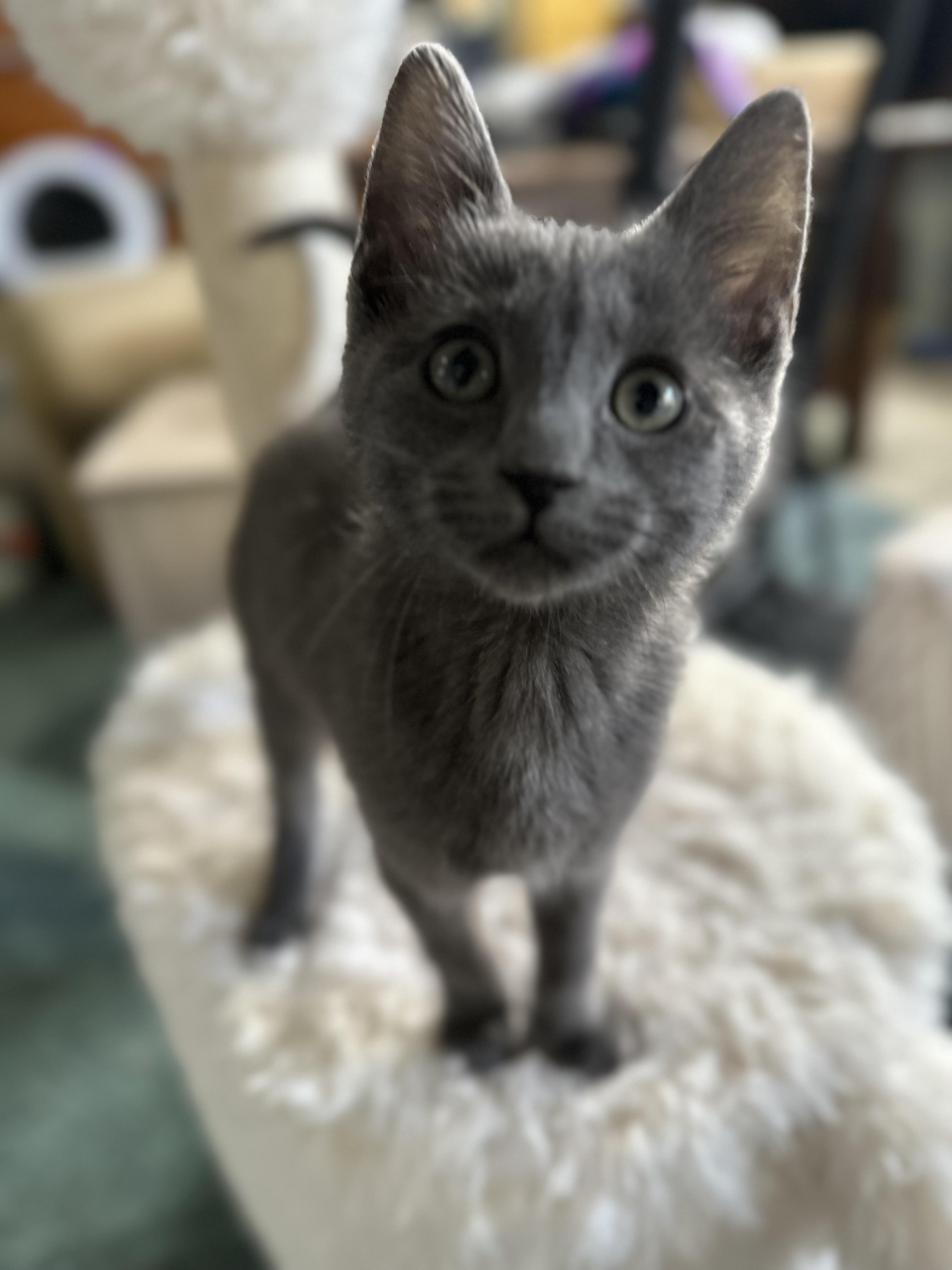 Enlarge Turkey, a ADOPTABLE Domestic Short Hair in Monticello, IN image 1/3