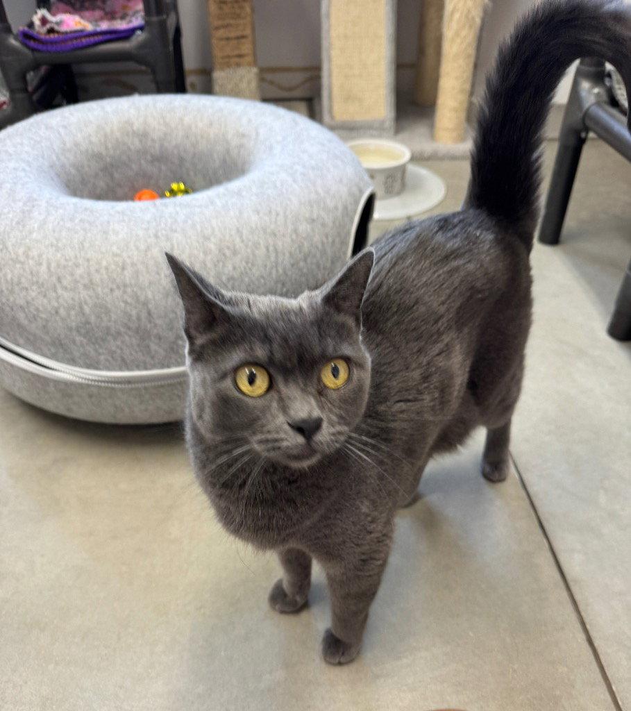 Enlarge Remington (Remi), a Adoptable Domestic Short Hair in Emmett, ID image 1/1