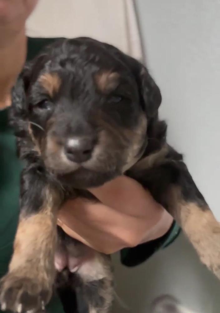 Mocha, Adoptable, Puppy Female Terrier.