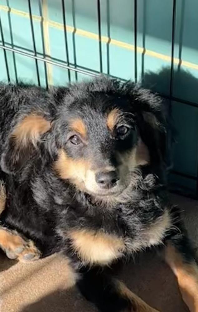 Enlarge Mocha, a Adoptable mixed breed in Escondido, CA image 2/6