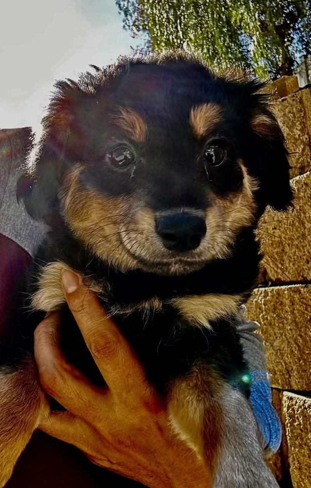 Enlarge Mocha, a Adoptable mixed breed in Escondido, CA image 2/4