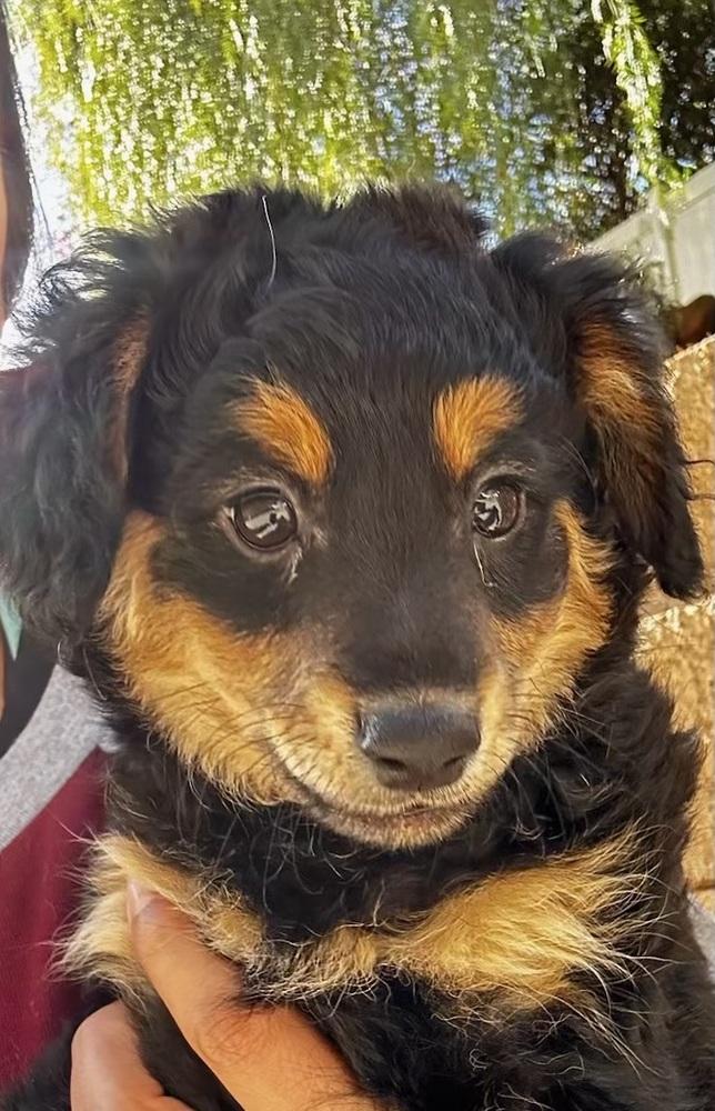 Enlarge Mocha, a Adoptable mixed breed in Escondido, CA image 3/4