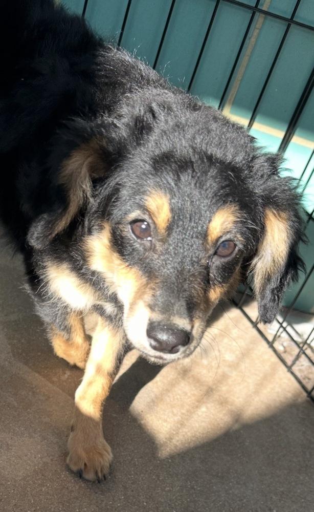 Enlarge Mocha, a Adoptable mixed breed in Escondido, CA image 4/6