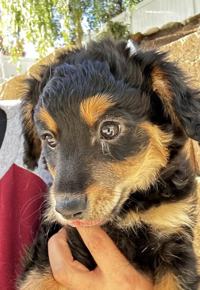 Enlarge Mocha, a Adoptable mixed breed in Escondido, CA image 4/4
