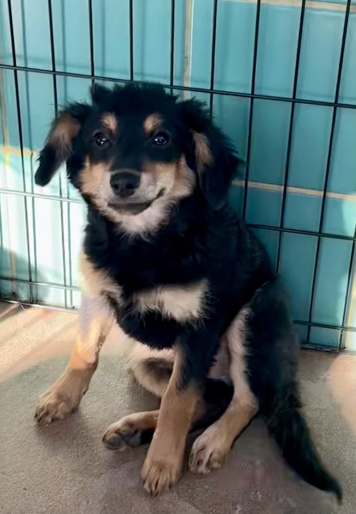 Enlarge Mocha, a Adoptable mixed breed in Escondido, CA image 6/6