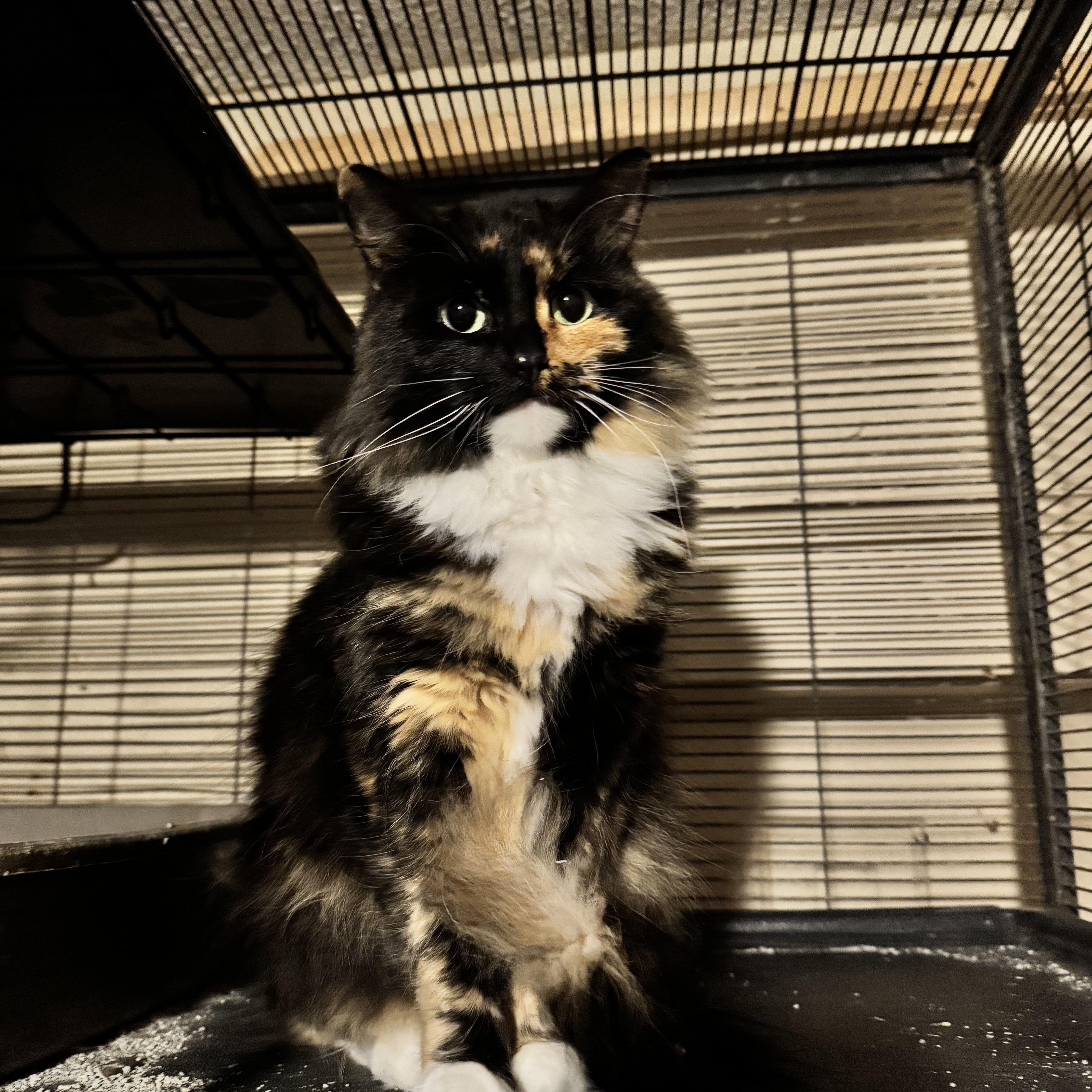 Enlarge Raven, a Adopted Calico in Battle Creek, MI image 1/3
