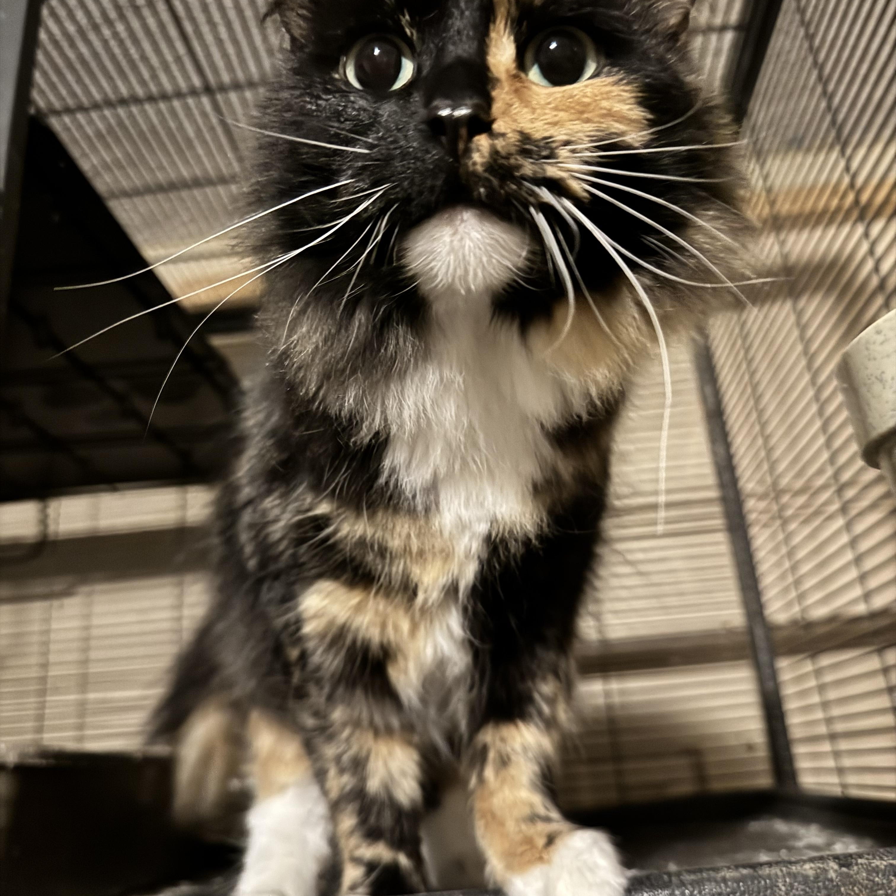 Enlarge Raven, a Adopted Calico in Battle Creek, MI image 2/3