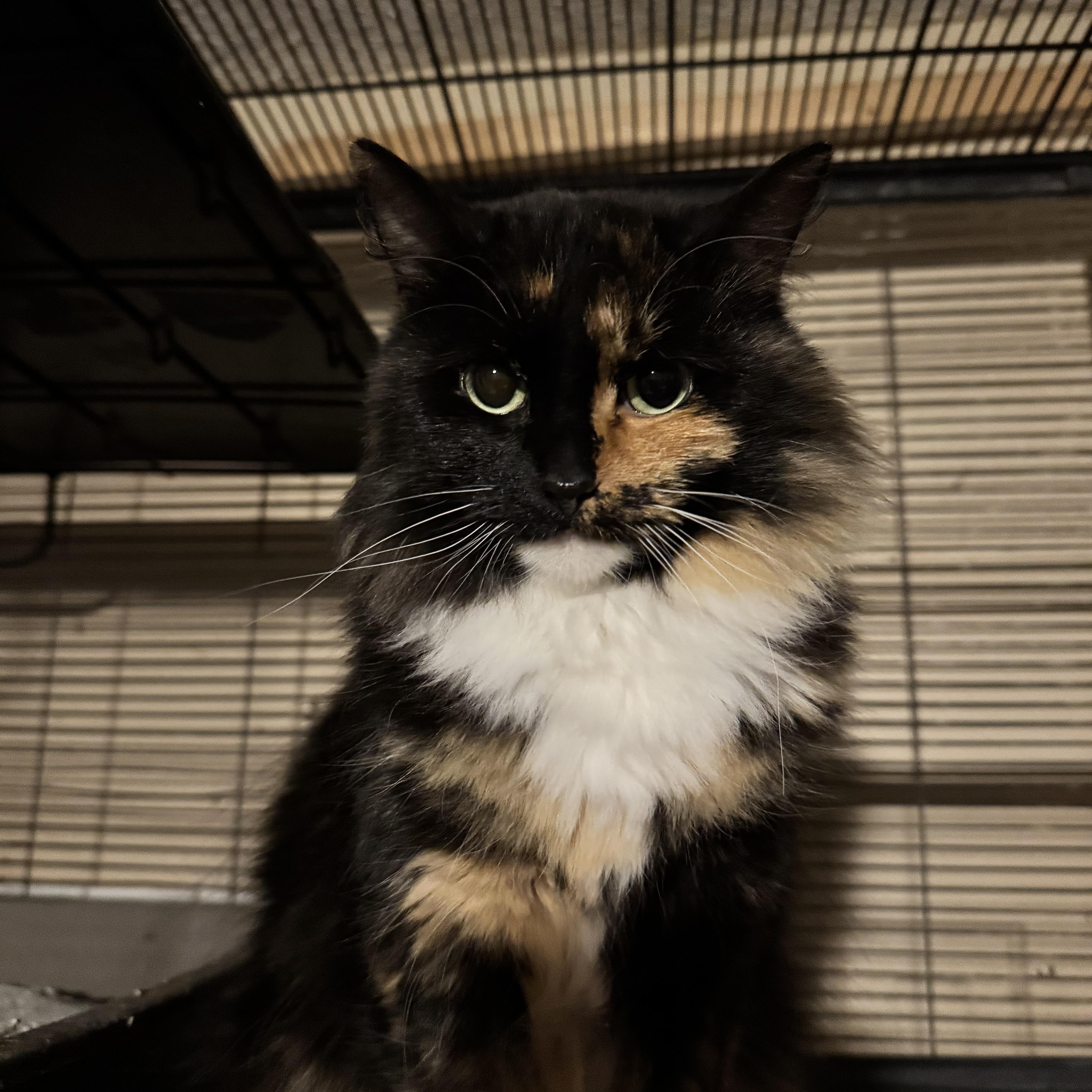 Enlarge Raven, a Adopted Calico in Battle Creek, MI image 3/3