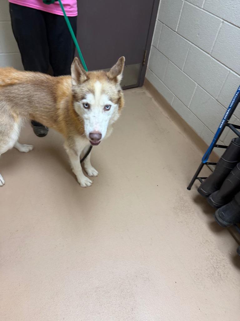 Enlarge Canyon / Sequoia, a Adoptable Husky in Nacogdoches, TX image 1/4