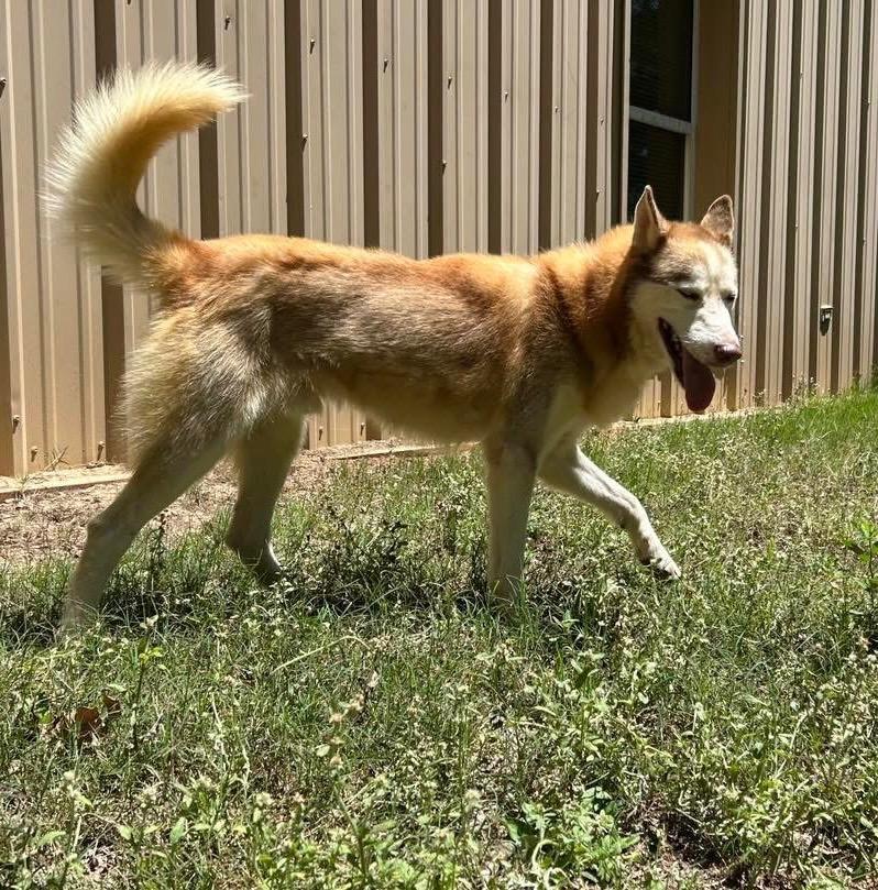 Enlarge Canyon / Sequoia, a Adoptable Husky in Nacogdoches, TX image 2/4