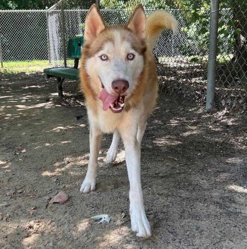 Enlarge Canyon / Sequoia, a Adoptable Husky in Nacogdoches, TX image 3/4