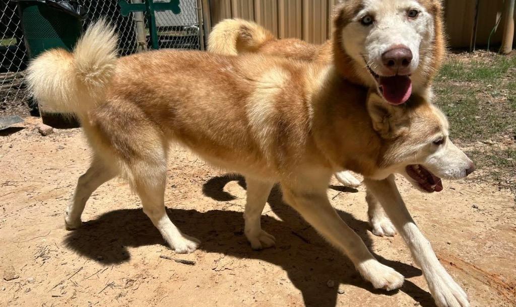 Enlarge Canyon / Sequoia, a Adoptable Husky in Nacogdoches, TX image 4/4
