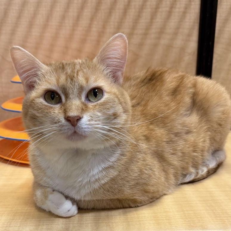 Enlarge Merriweather, a Adoptable Domestic Short Hair in Atlanta, GA image 1/2