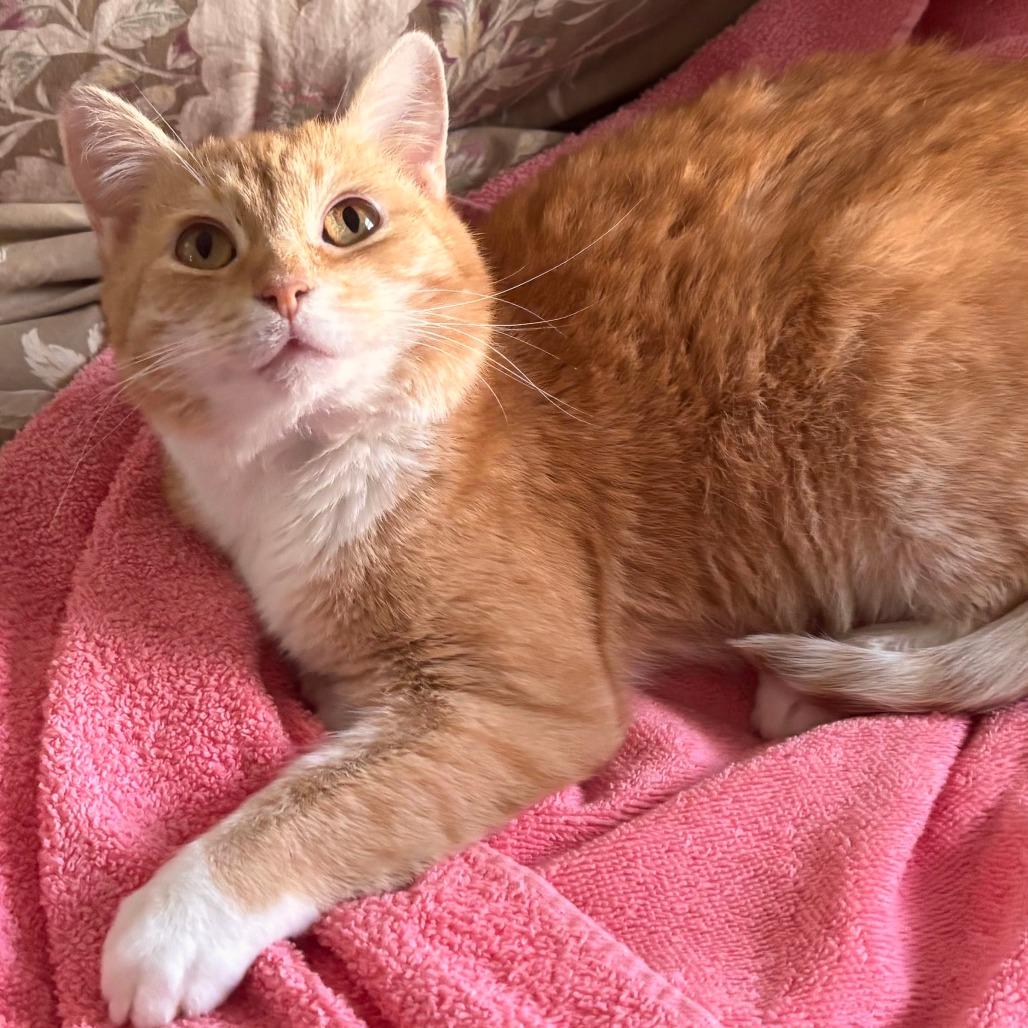 Enlarge Merriweather, a Adoptable Domestic Short Hair in Atlanta, GA image 2/2