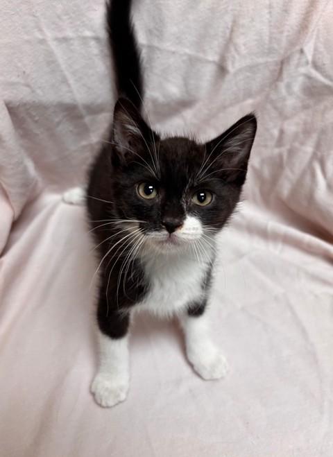 Motor Oil, Adopted, Kitten Male Domestic Short Hair.