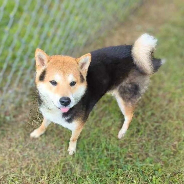 Teddy , Adopted, Young Male Shiba Inu.