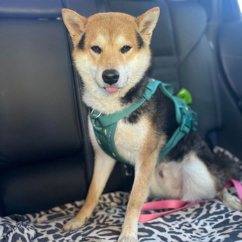 Enlarge Teddy , a Adopted Shiba Inu in Bastrop, TX image 2/6