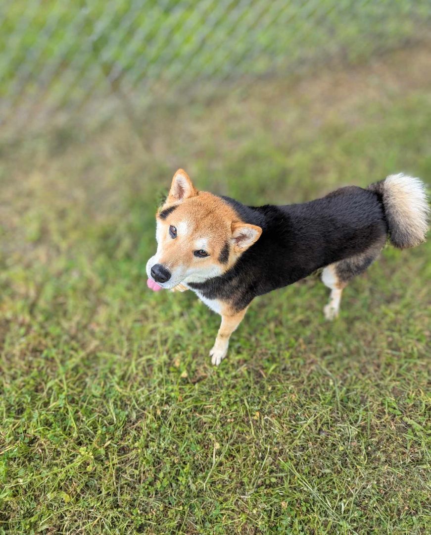 Enlarge Teddy , a Adopted Shiba Inu in Bastrop, TX image 3/6